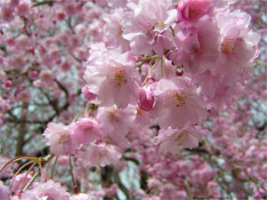 しだれ桜